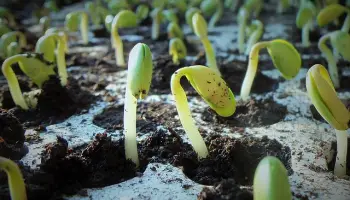 Wie gesund ist Soja wirklich?